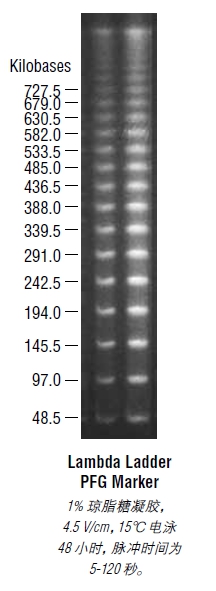 Lambda PFG Ladder                               #N0341S 50 gel lanes 