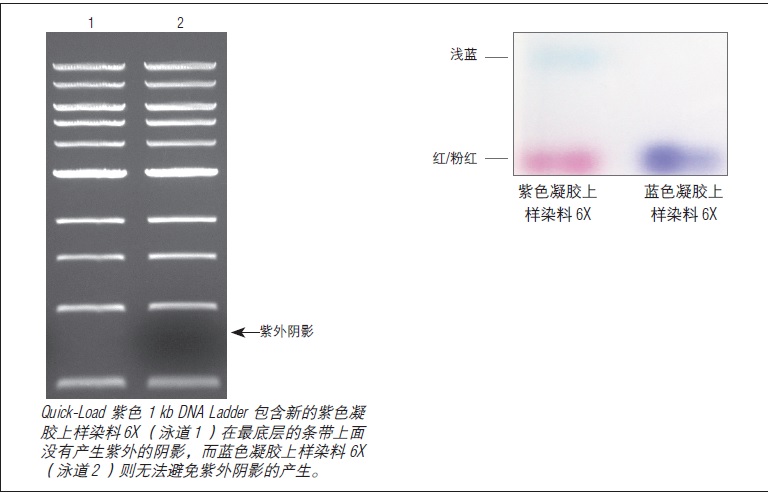 紫色凝胶上样染料 6X,无 SDS                               #B7025S 4.0 ml