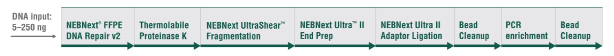 NEBNext® Ultrashear™ FFPE DNA 文库制备试剂盒 #E6655L 96 次反应