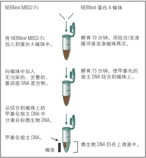 NEBNext 微生物 DNA 富集试剂盒                               #E2612L 24 次反应