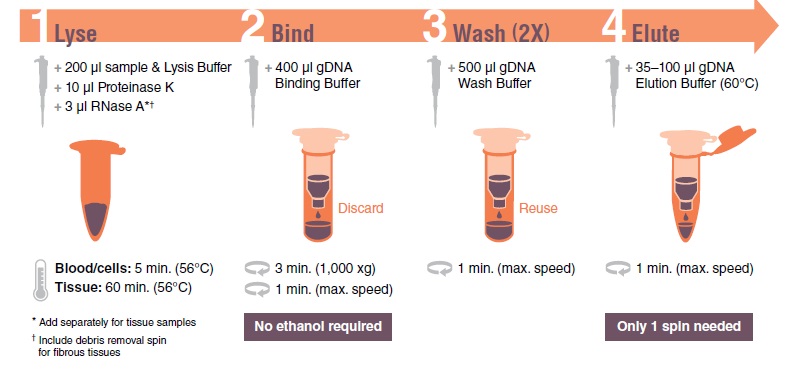 Monarch基因组 DNA 组织裂解缓冲液 #T3011L 34 ml
