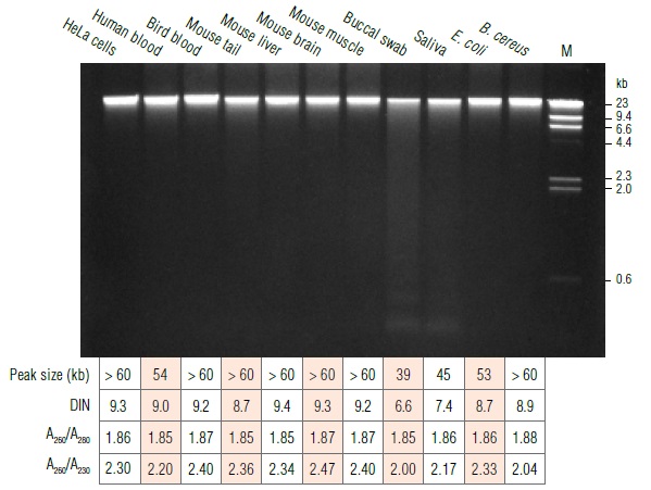 Monarch基因组 DNA 组织裂解缓冲液 #T3011L 34 ml
