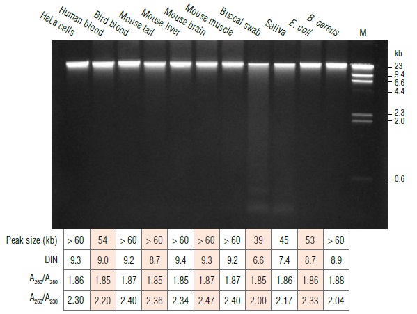 Monarch基因组 DNA 组织裂解缓冲液                               #T3011L 34 ml