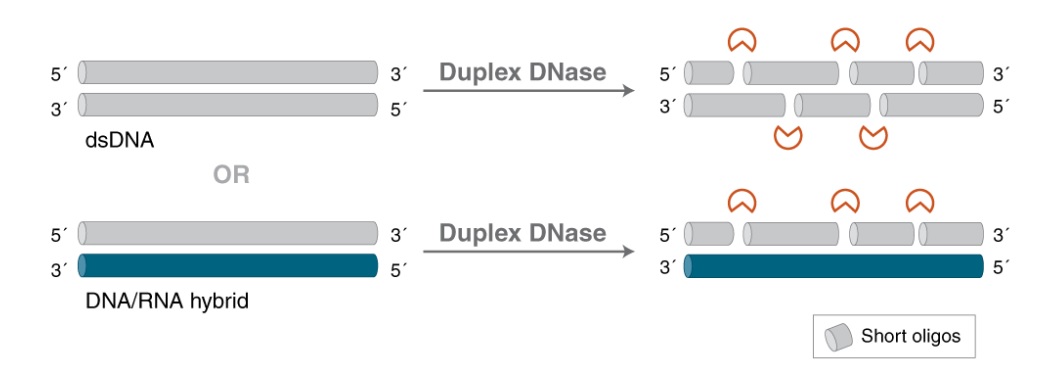 双链特异性 DNase                               #M7635L 750 units