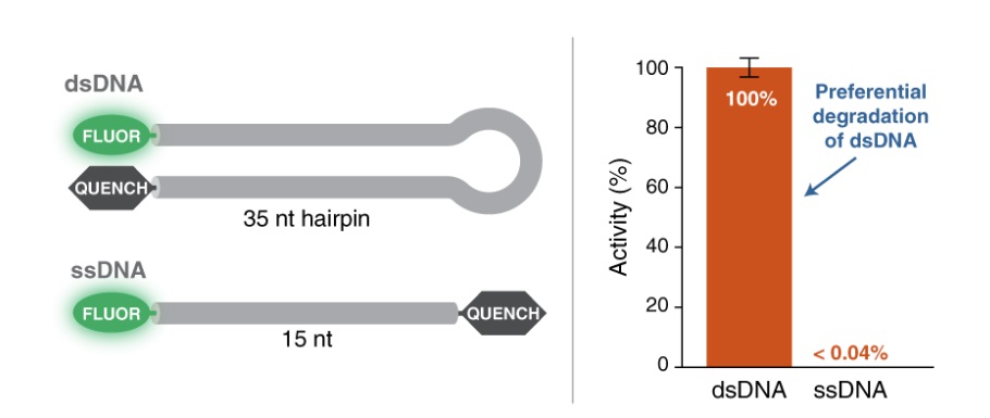 双链特异性 DNase                               #M7635L 750 units