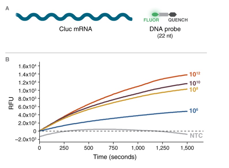 双链特异性 DNase                               #M7635L 750 units