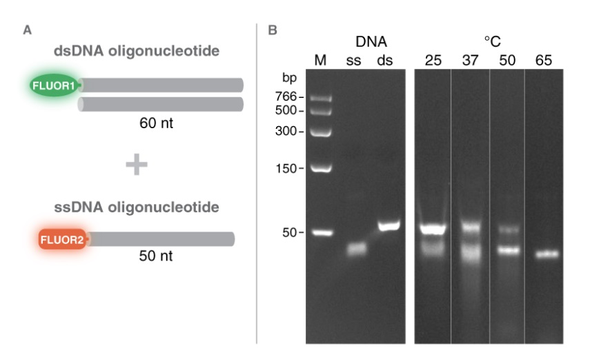 双链特异性 DNase                               #M7635L 750 units