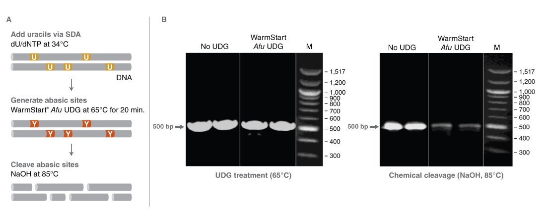 WarmStart® Afu 尿嘧啶-DNA 糖基酶 (UDG) #M1282S 200 units
