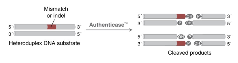 Authenticase® 切割错配核酸酶                               #M0689L 125 reactions