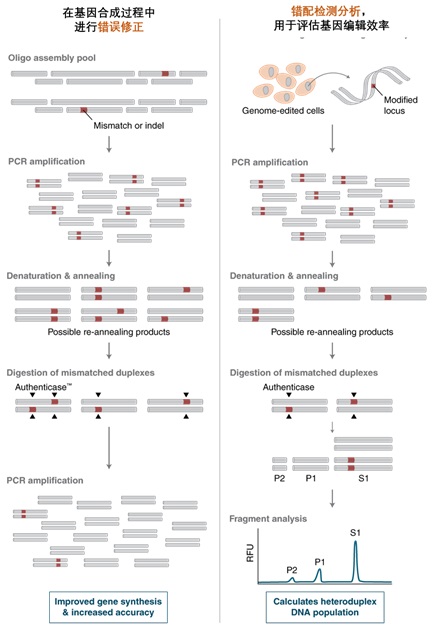 Authenticase® 切割错配核酸酶                               #M0689L 125 reactions