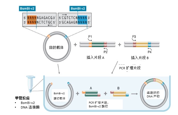 NEB® Golden Gate 组装试剂盒（BsmBI-v2）                               #E1602L 100 rxns