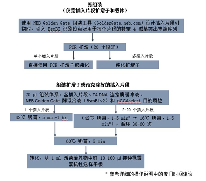 NEB® Golden Gate 组装试剂盒（BsmBI-v2）                               #E1602L 100 rxns