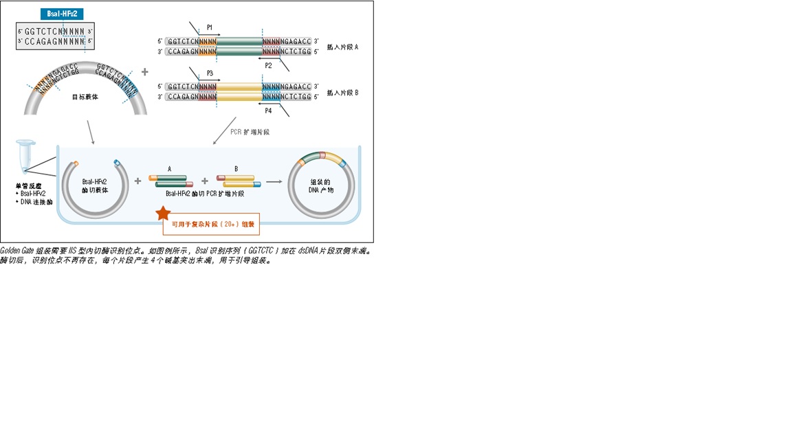 NEB® Golden Gate 组装试剂盒（BsaI-HF® v2）                               #E1601L 100 rxns