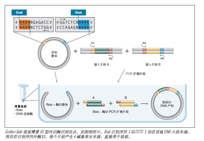 NEB Golden Gate 组装混合液(停产有替代) #E1600S 15 次反应