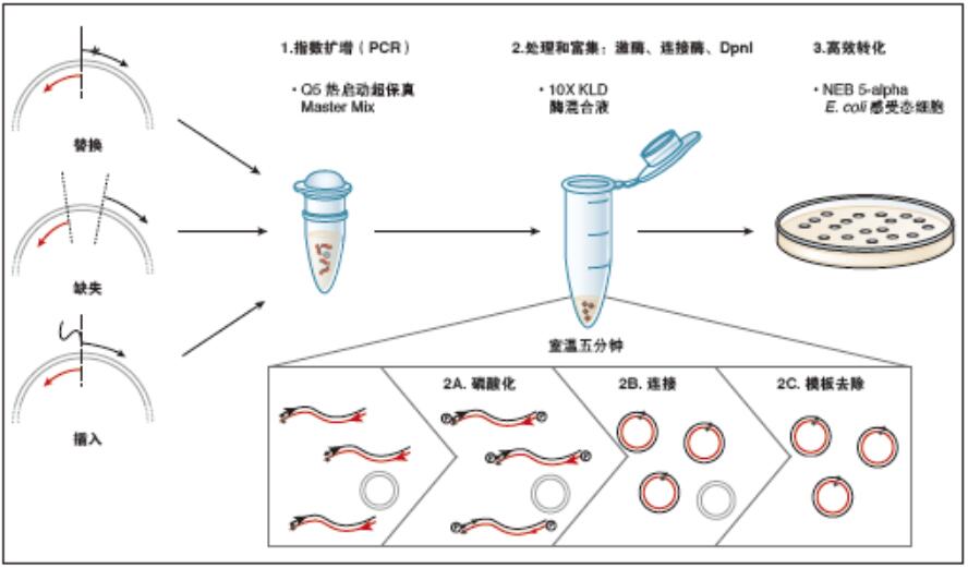 Q5®  定点突变试剂盒                                #E0554S 10 次反应