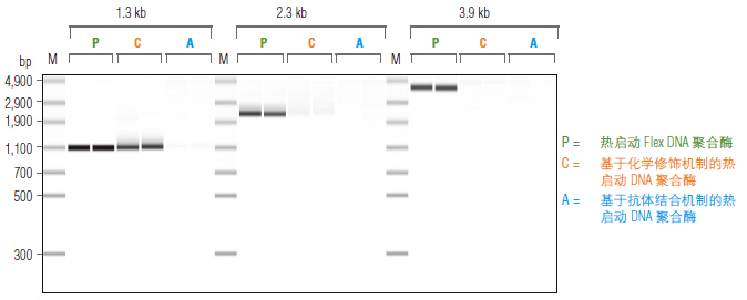 Phusion® 热启动 Flex DNA 聚合酶                                     #M0535L 500 units