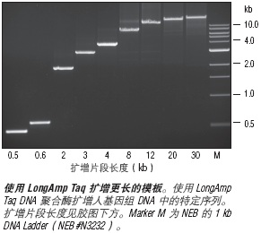 LongAmp® 热启动 Taq DNA 聚合酶                                     #M0534L 2,500 units