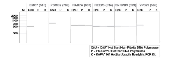 Q5U™ 热启动超保真 DNA 聚合酶                               #M0515L 500 units