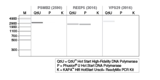 Q5U™ 热启动超保真 DNA 聚合酶                               #M0515L 500 units