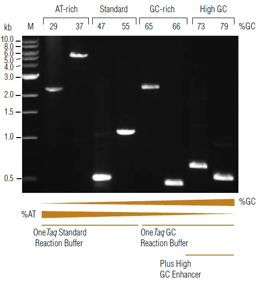 OneTaq® Quick-Load® DNA 聚合酶                               #M0509L 500 units