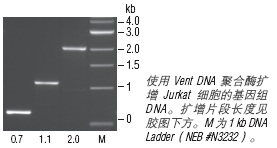 Vent® DNA 聚合酶 #M0254L 1,000 units