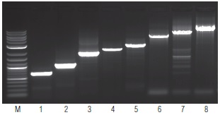 OneTaq® 一步法 RT-PCR 试剂盒                                   #E5315S 30 次反应