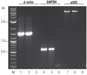 OneTaq® RT-PCR 试剂盒 #E5310S 30 次反应