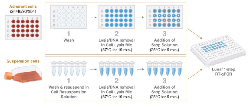 Luna® Cell Ready 探针一步法 RT-qPCR 试剂盒                               #E3031S 100 rxns