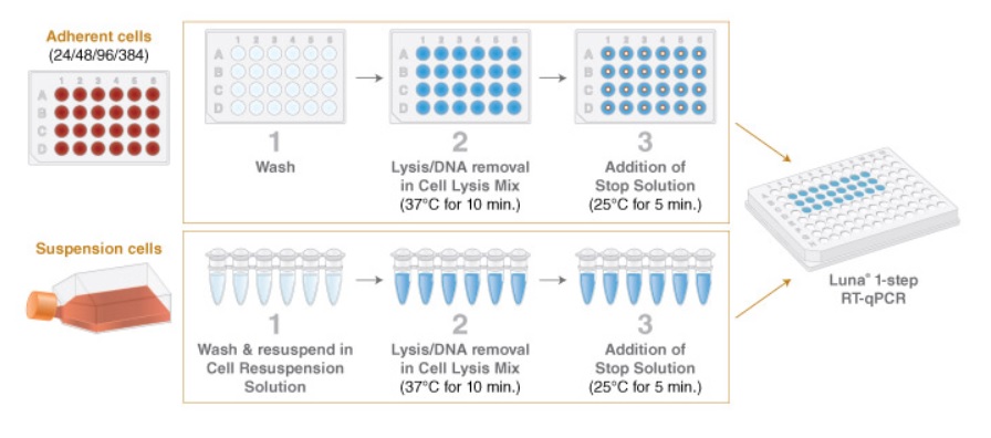 Luna® Cell Ready 一步法 RT-qPCR 试剂盒                               #E3030S 100 rxns