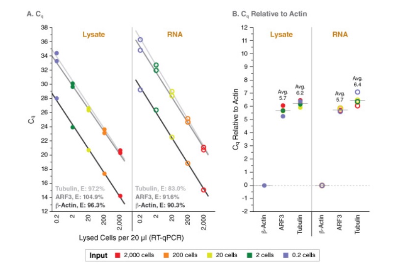 Luna® Cell Ready 一步法 RT-qPCR 试剂盒                               #E3030S 100 rxns