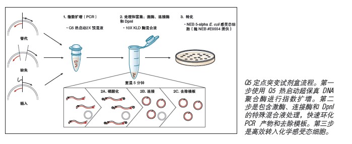 Q5® 定点突变试剂盒                                #E0554S 10 次反应