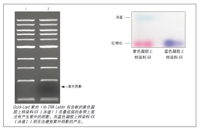紫色凝胶上样染料 6X                               #B7024S 4 ml
