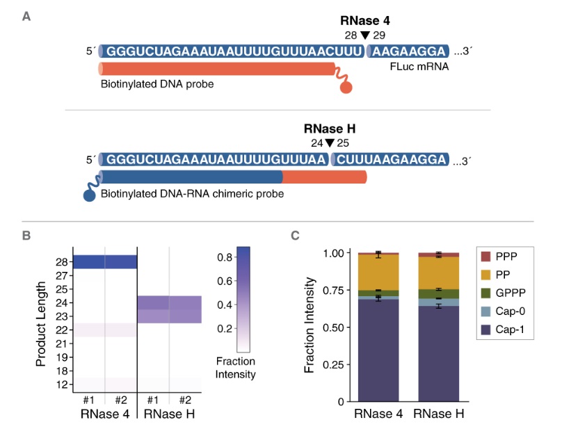 RNase 4                               #M1284L 12,500 units