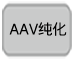 AAV表达载体pAAV-ZsGreen1 Vector