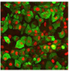 胰腺β细胞Human Stem Cell Derived Beta Cells