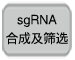 CRISPR/Cas9质粒系统