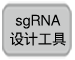 CRISPR/Cas9质粒系统