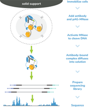 EpiCypher新品推荐——H3K4me3 Antibody, SNAP-Certified™ for CUT&RUN and CUT&Tag