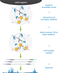 EpiCypher新品推荐——H3K4me3 Antibody, SNAP-Certified™ for CUT&RUN and CUT&Tag