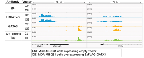 EpiCypher新品推荐——DYKDDDDK Tag CUTANA™ CUT&RUN Antibody