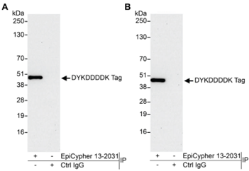 EpiCypher新品推荐——DYKDDDDK Tag CUTANA™ CUT&RUN Antibody