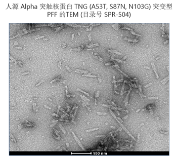 StressMarq——Alpha 突触核蛋白产品推荐（3）