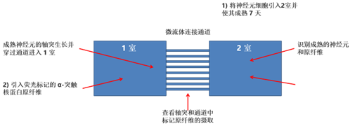 StressMarq——Alpha 突触核蛋白产品推荐（3）