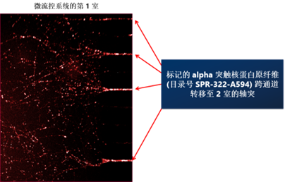 StressMarq——Alpha 突触核蛋白产品推荐（3）