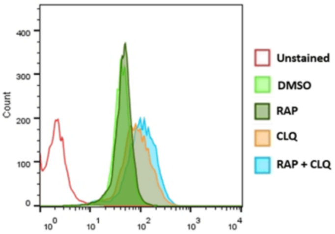 ENZO热销产品——CYTO-ID® Autophagy Detection Kit 2.0自噬检测试剂盒2.0版