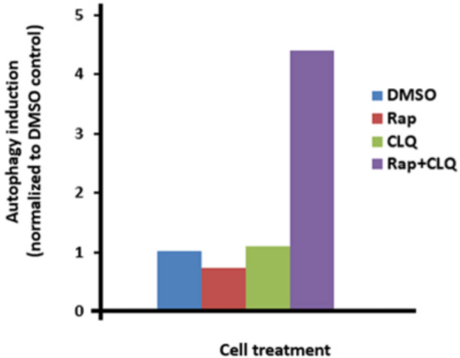 ENZO热销产品——CYTO-ID® Autophagy Detection Kit 2.0自噬检测试剂盒2.0版