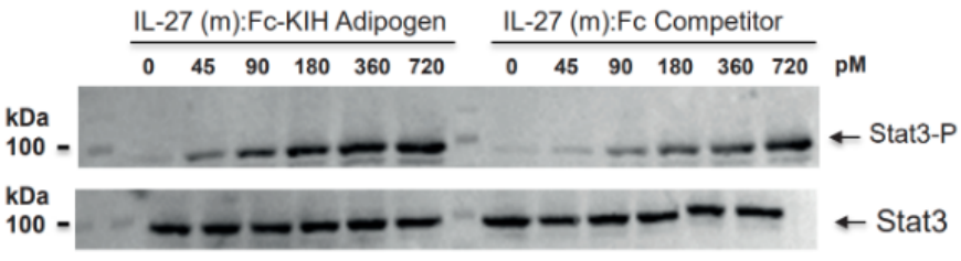 AdipoGen InVivoKines系列重组蛋白
