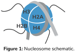 如何选择核小体(nucleosomes)?