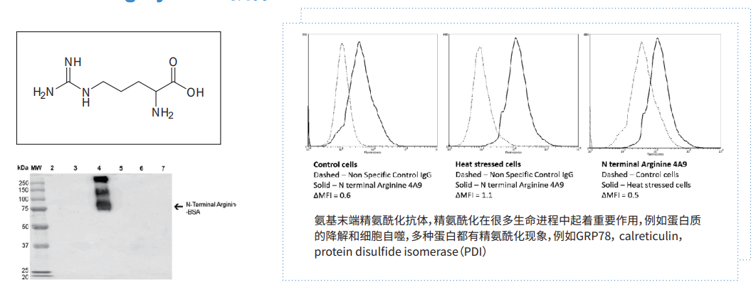 StressMarq氧化应激单抗及蛋白