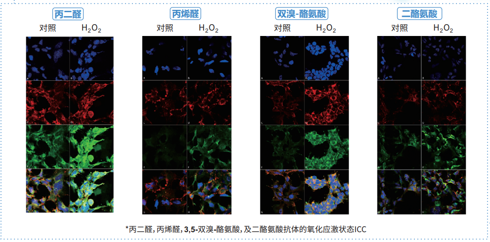 StressMarq氧化应激单抗及蛋白